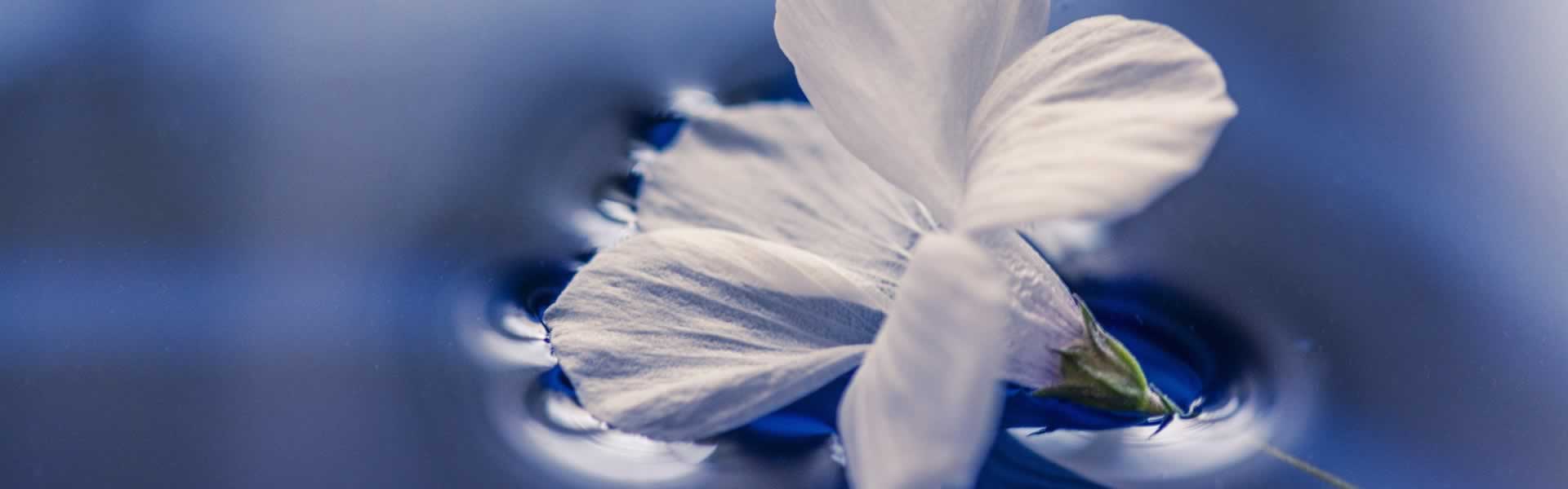 Fiore per decorazione cimiteriale